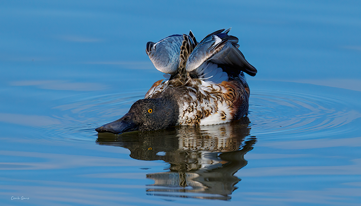 Rallye nature : les zones humides